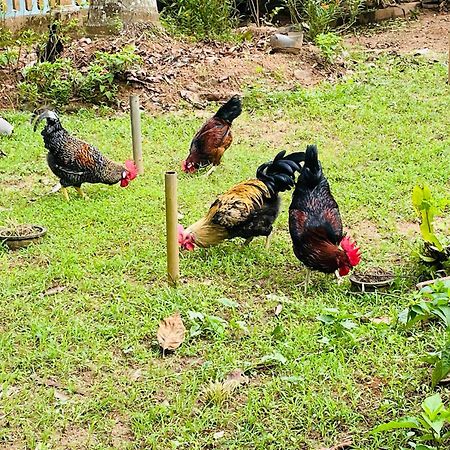 ユニーク ヴィラ キャンディー エクステリア 写真