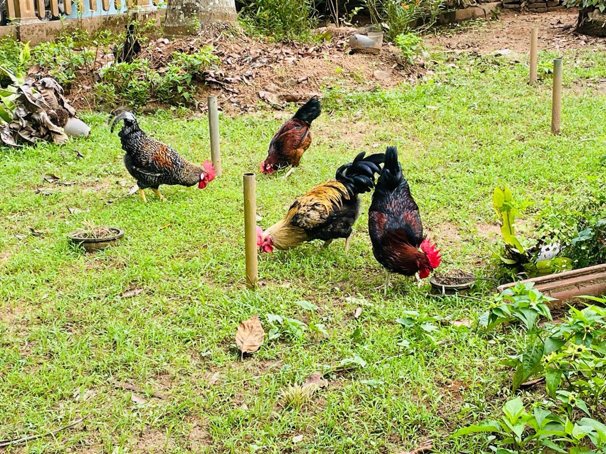 ユニーク ヴィラ キャンディー エクステリア 写真